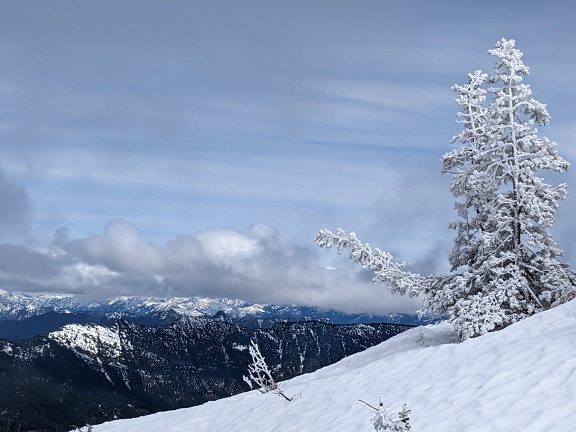 Verschneite Kiefern auf dem Gipfel des Berges im Winter
