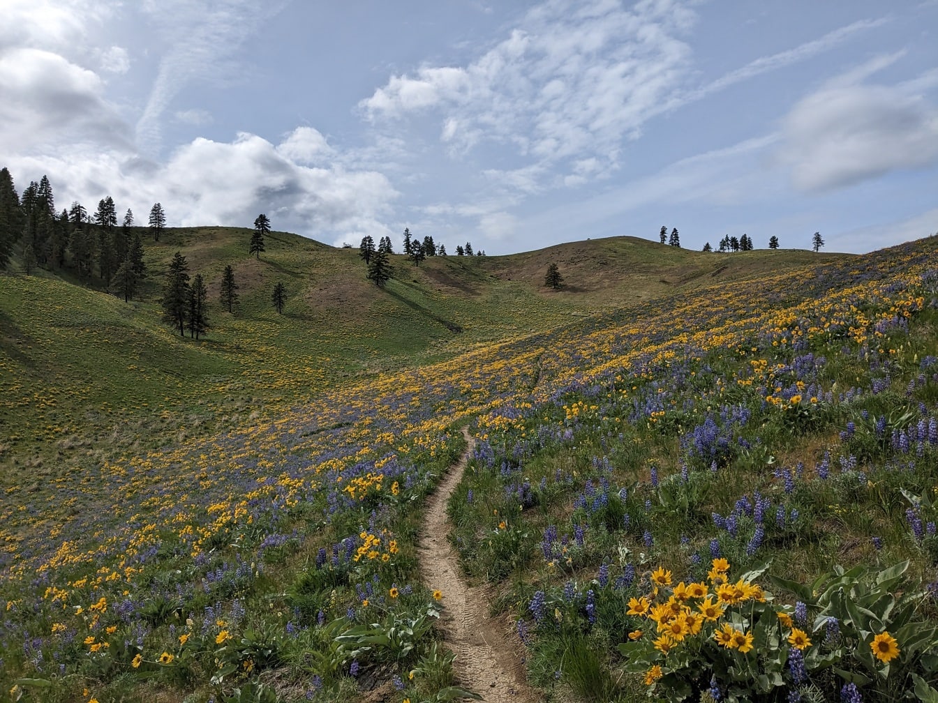 Šalvějové kopce smyčkují divoké květiny v kopcích v národním parku Ameriky