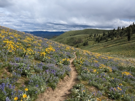 Beautiful wildflowers in green hills in national park
