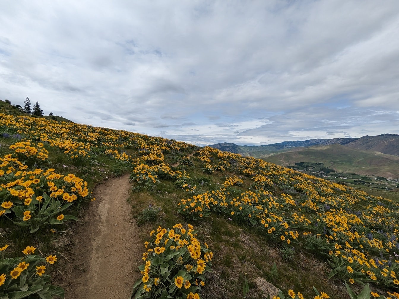 Žlutohnědé divoké květiny na vrcholu kopce s panoramatickým úbočí hory