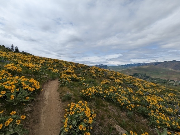 Yellowish brown wildflowers at hilltop with panoramic mountainside