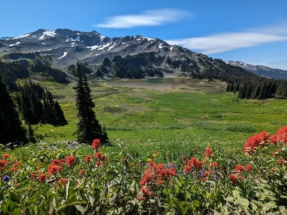 Beautiful meadow with wildflowers in spring time at mountainside
