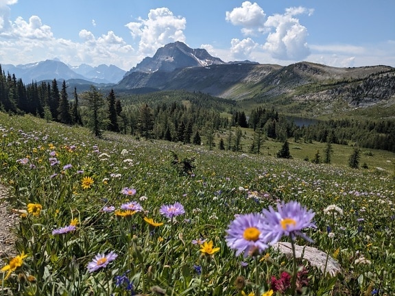 Spring time meadow in mountains with valley in background
