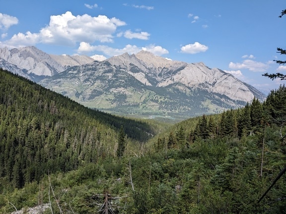 Conifer forest in high land of Canada national park