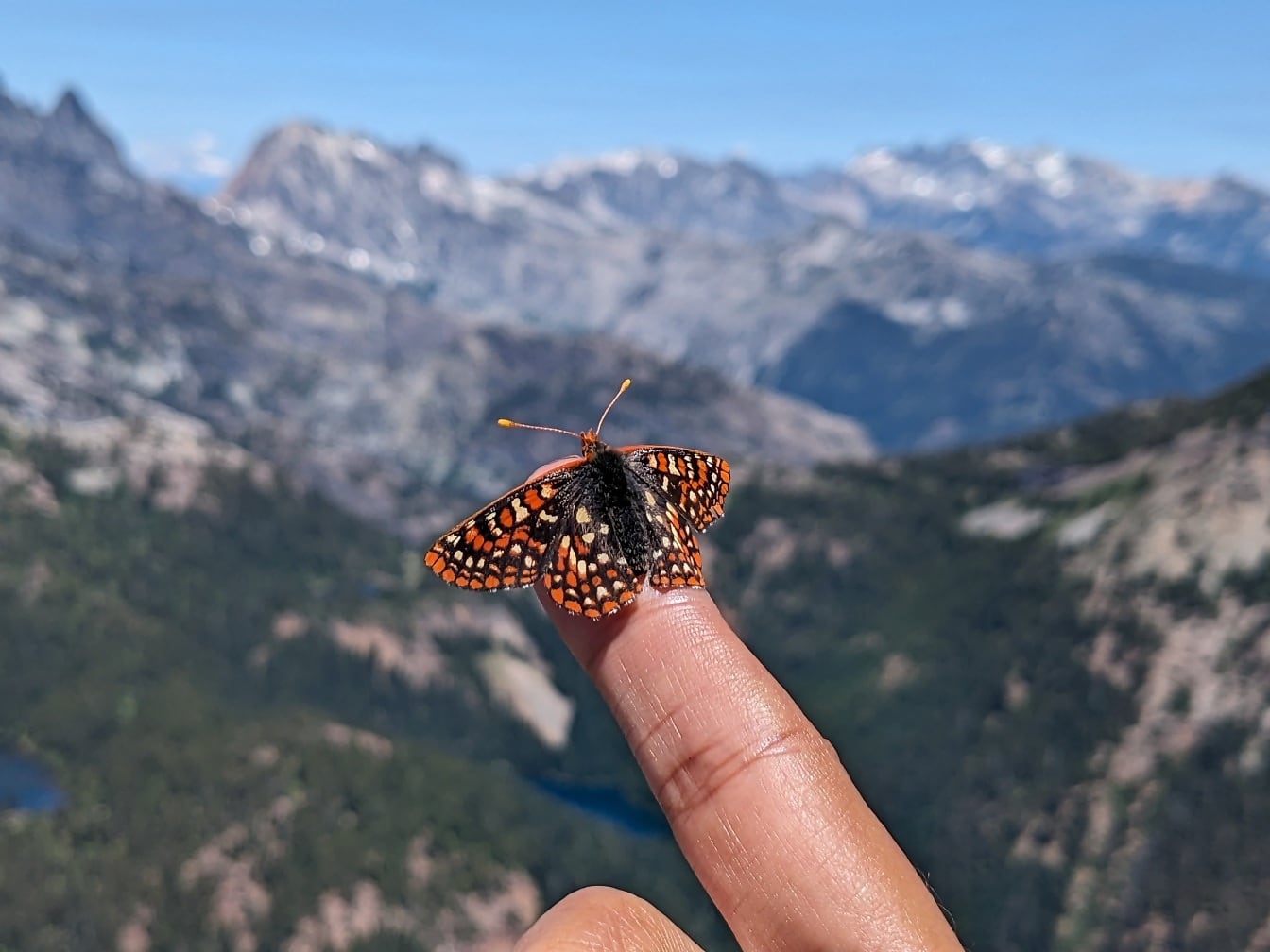 Kleiner Quino Checkerspot Schmetterling (Euphydryas editha quino) oben am Finger Nahaufnahme