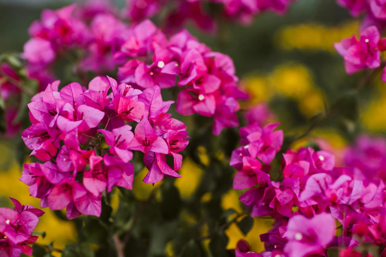 Bunga kertas merah muda (Bougainvillea glabra) kelopak di taman bunga close-up