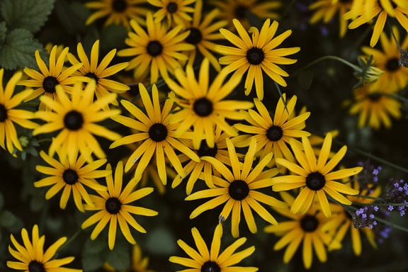 Susan, blåt øje, gullig brun, kronblade, helt tæt, blomster, gul