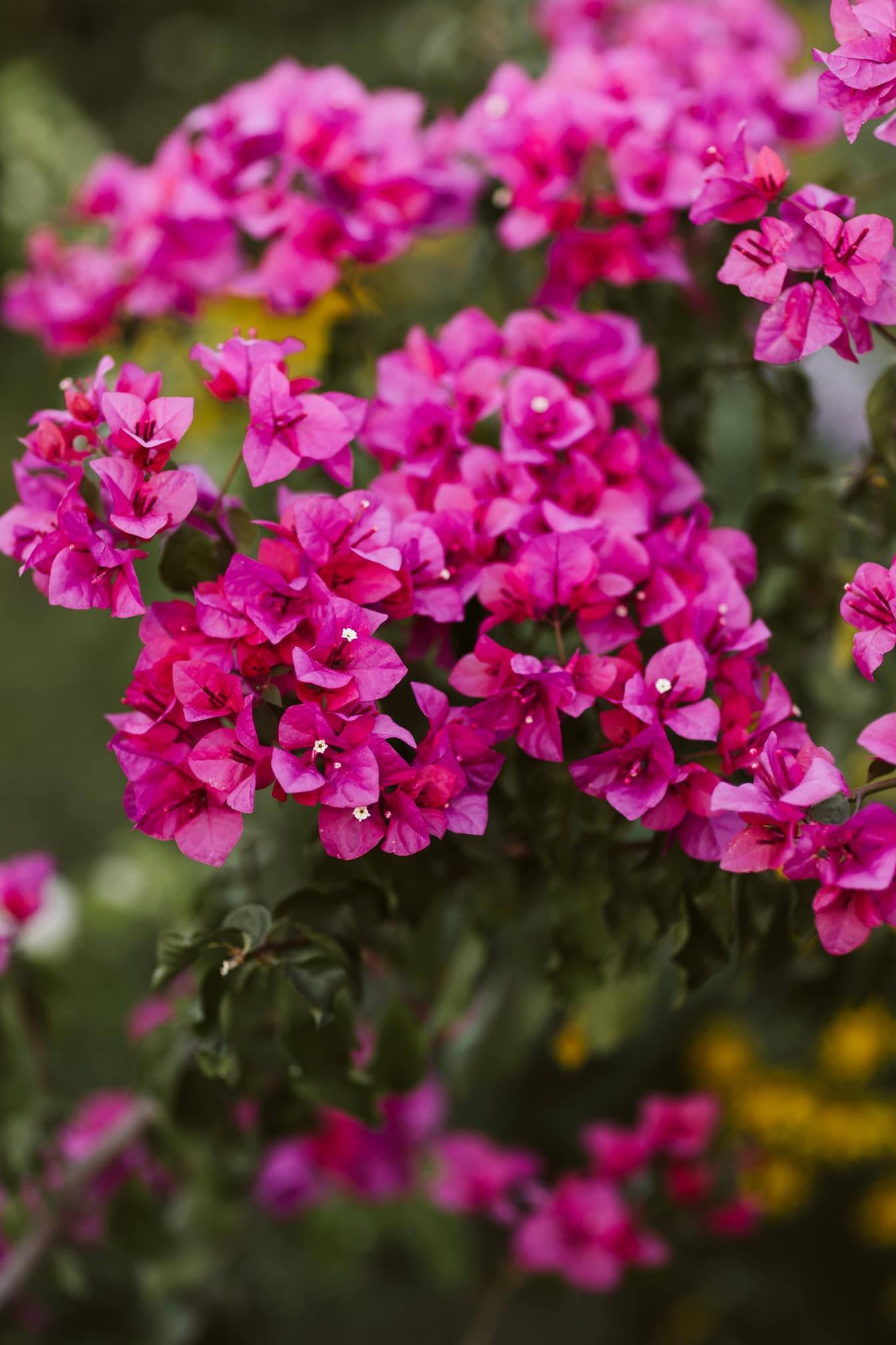 Petit bougainvillier ou fleur de papier (Bougainvillea glabra) buisson de pétales rosâtres