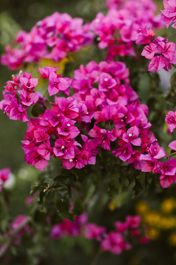 petale, roz, tufiș, înflorit, până aproape, flori, plante