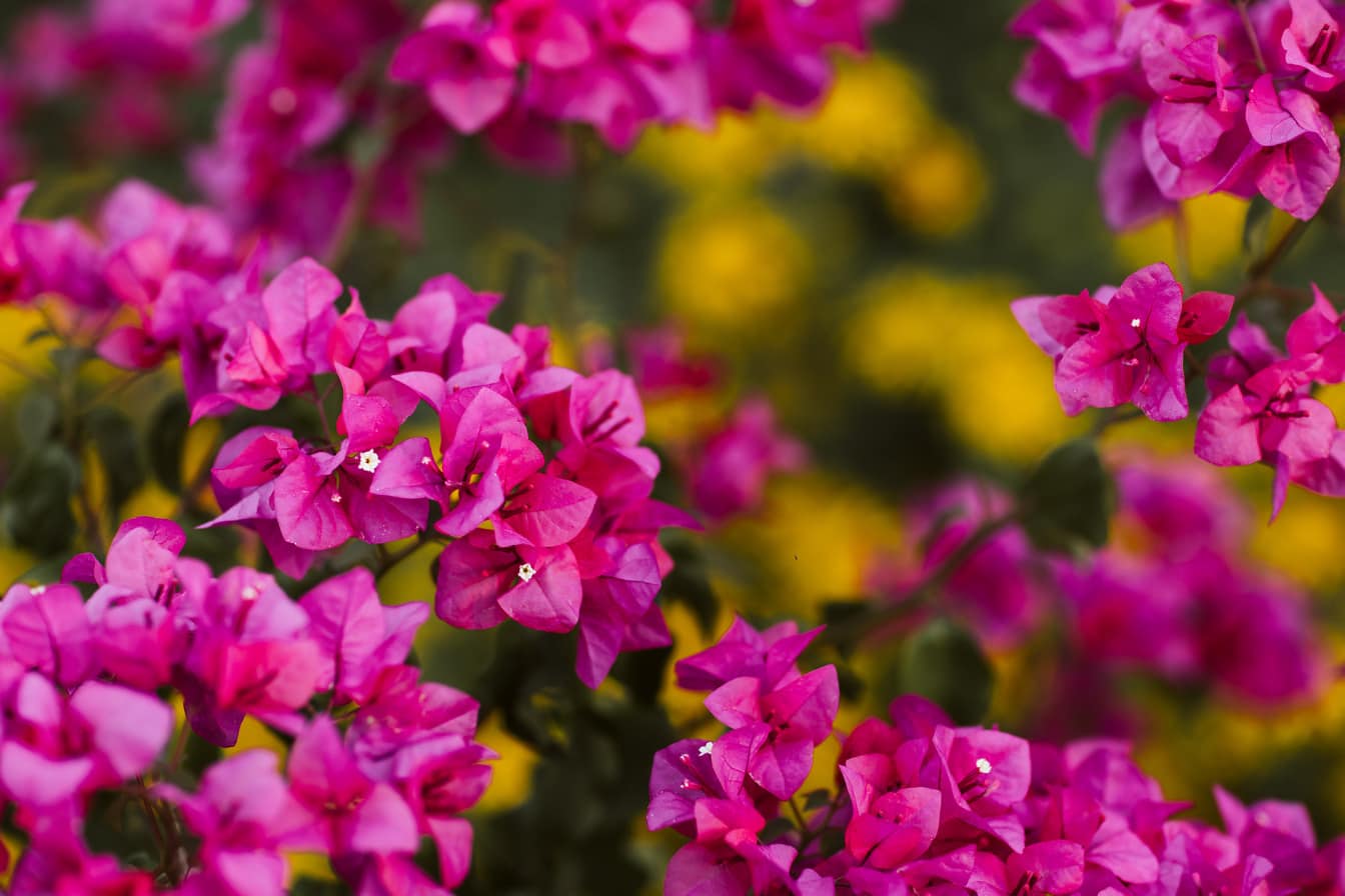 덤불 가지에 생생한 분홍빛이 도는 꽃의 클로즈업