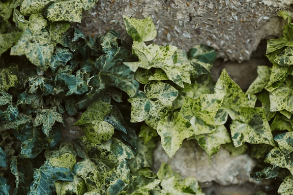 Close-up of greenish yellow ivy leaves on adobe brick