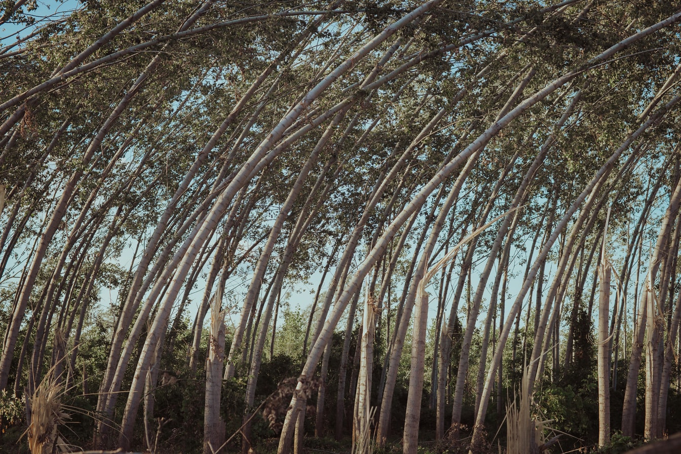 Ohýbanie stromov pri silnom hurikánovom vetre v lesoch