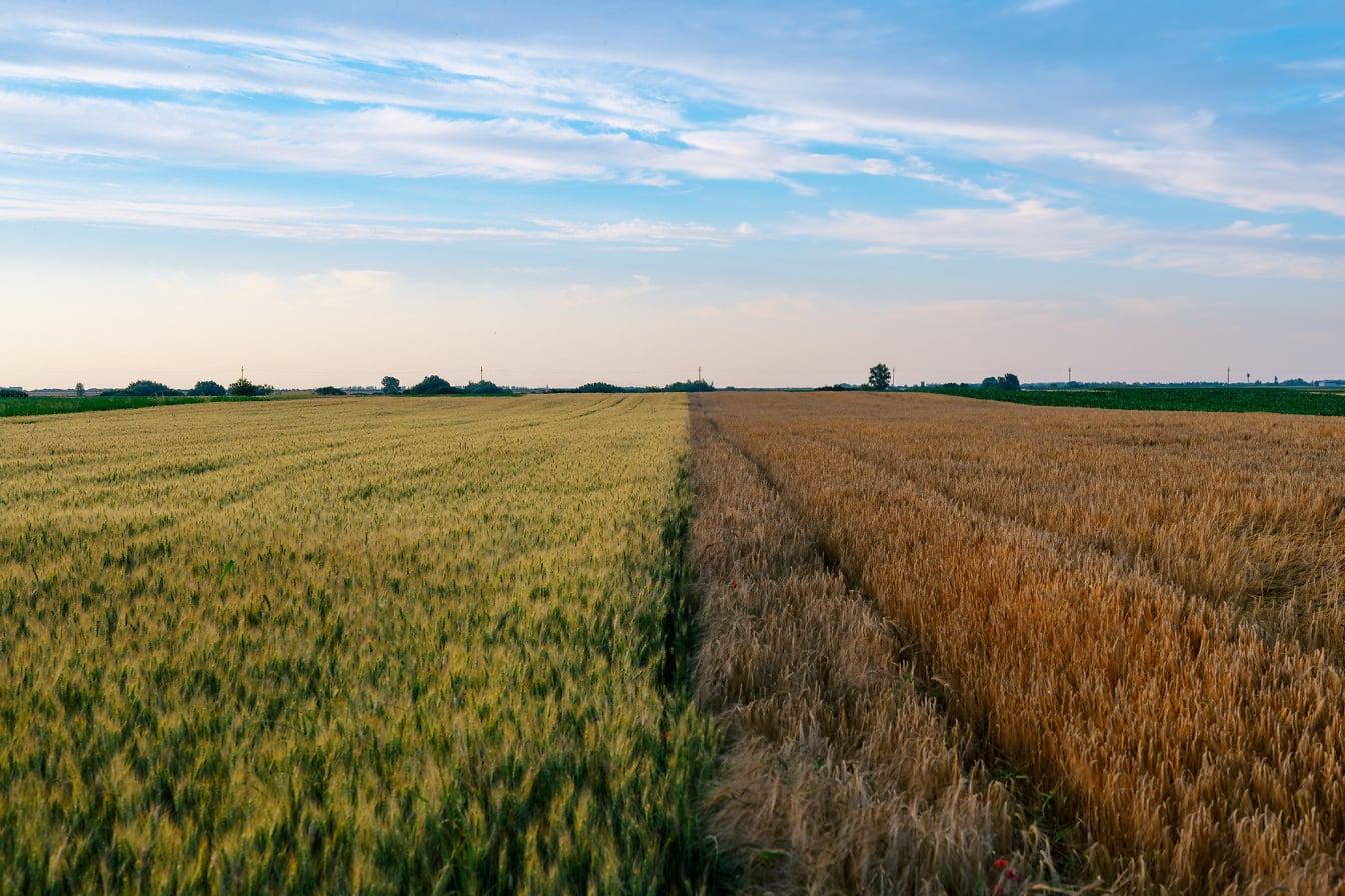 Жълтеникавозелен ечемик и светлокафяво пшенично поле