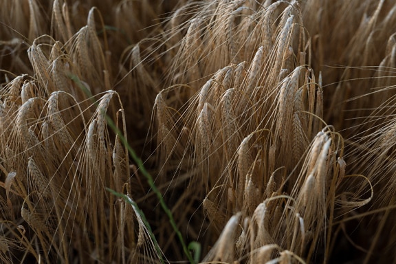 Close-up light brown straws and seeds of organic wheat in wheatfield