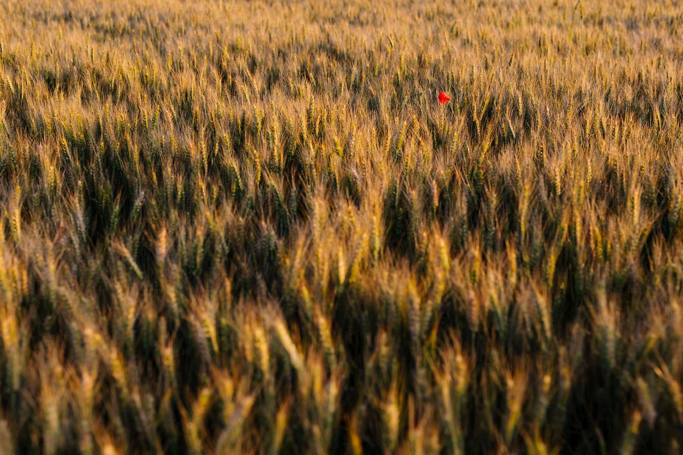 Trigo amarelo alaranjado no campo de trigo na temporada de verão