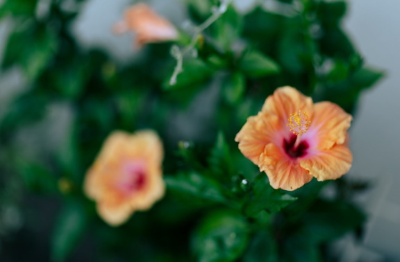 Оранжево-желтый тропический гибискус (Hibiscus rosa-sinensis) пестик крупным планом
