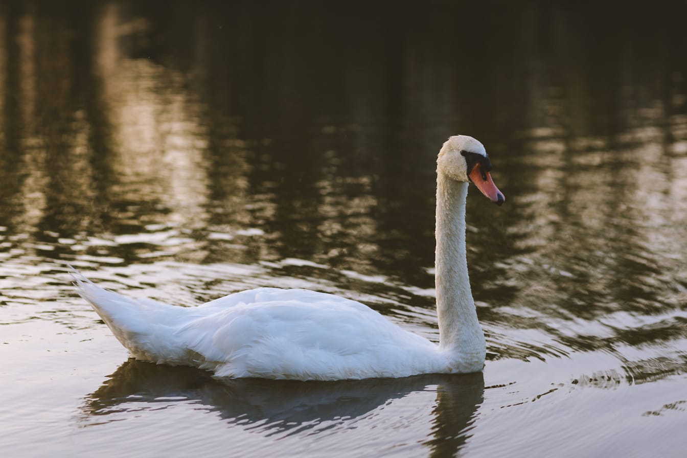 Cisne blanco joven (Cygnus olor) nadando en un lago tranquilo