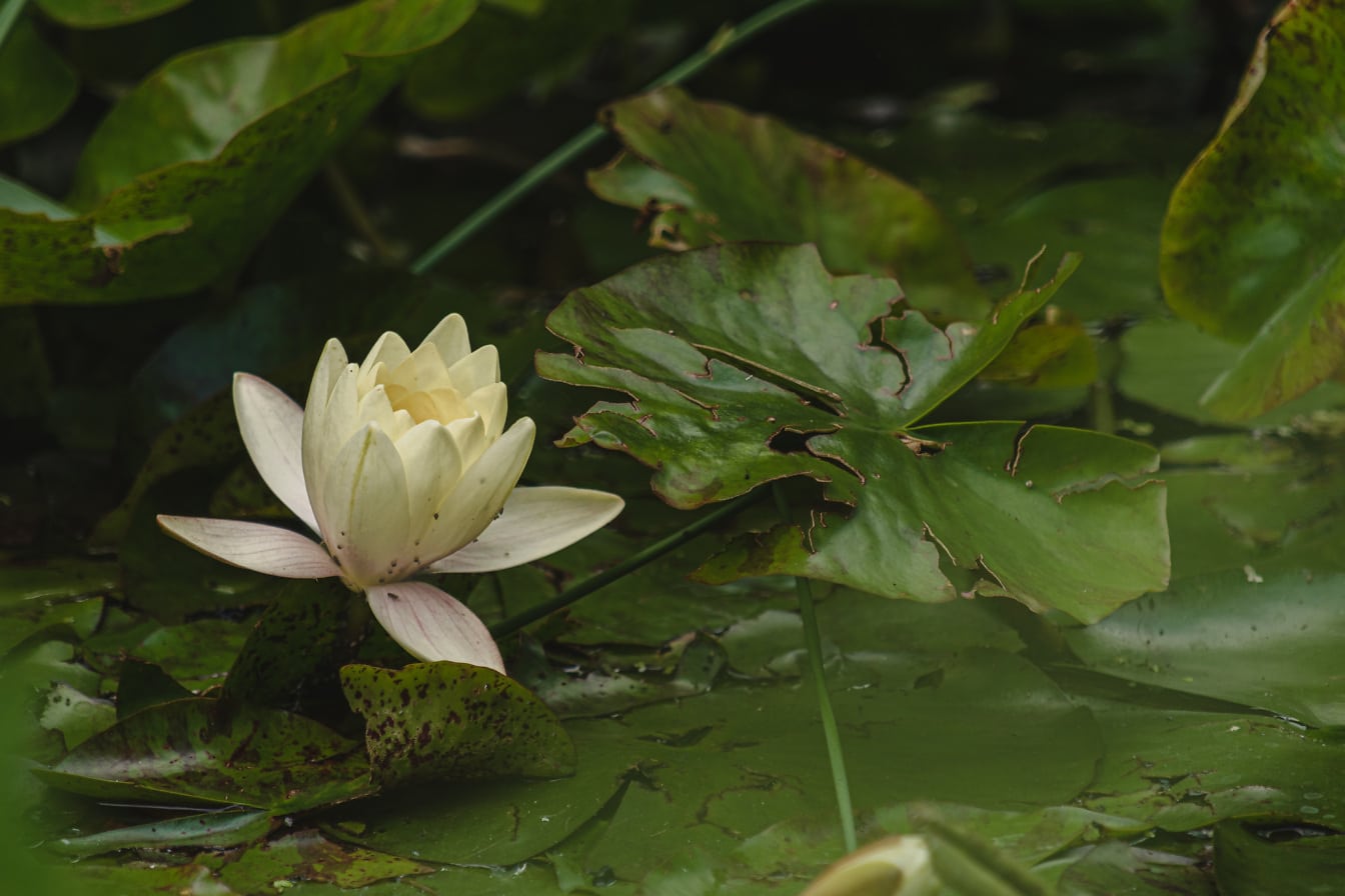 Flor egípcia branca de lótus (Nymphaea lotus) com folhas verde-escuras na lagoa