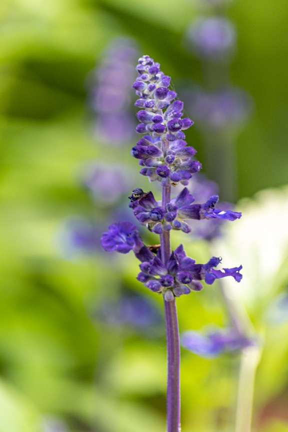 modrá, šalvia, divoká kvetina, purpurovo, lístkov, bylina, kvet