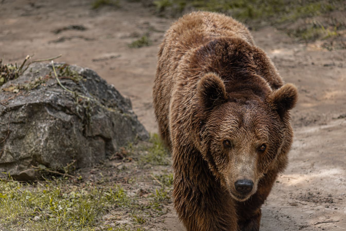 Zbliżenie na dużego niedźwiedzia brunatnego (Ursus arctos arctos)  z mokrym futrem