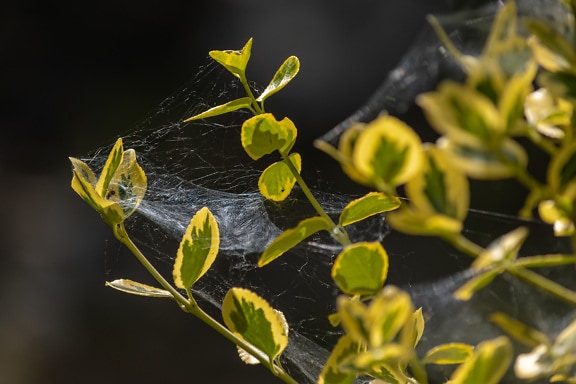 Spider web in branches of winter creeper (Euonymus fortune) bush