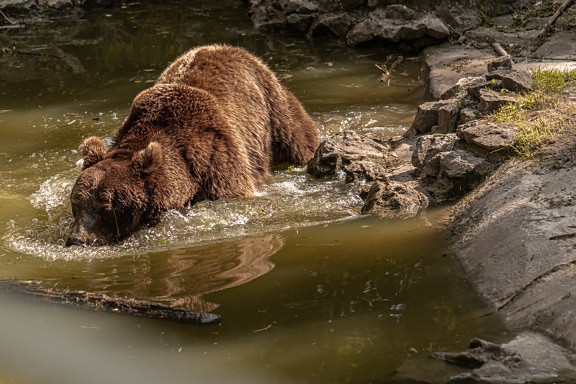 Eurasian brown bear (Ursus arctos arctos) bathing in lake