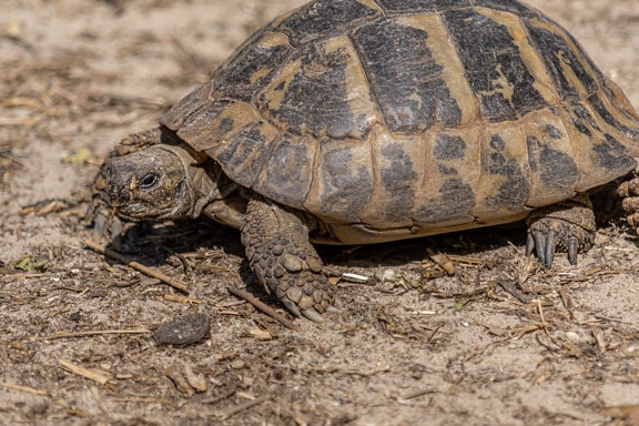 Hermann’s tortoise (Testudo hermanni) close-up of wild animal