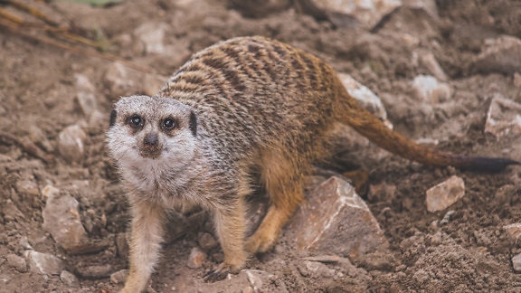 Meerkat animal (Suricata suricatta) looking curious