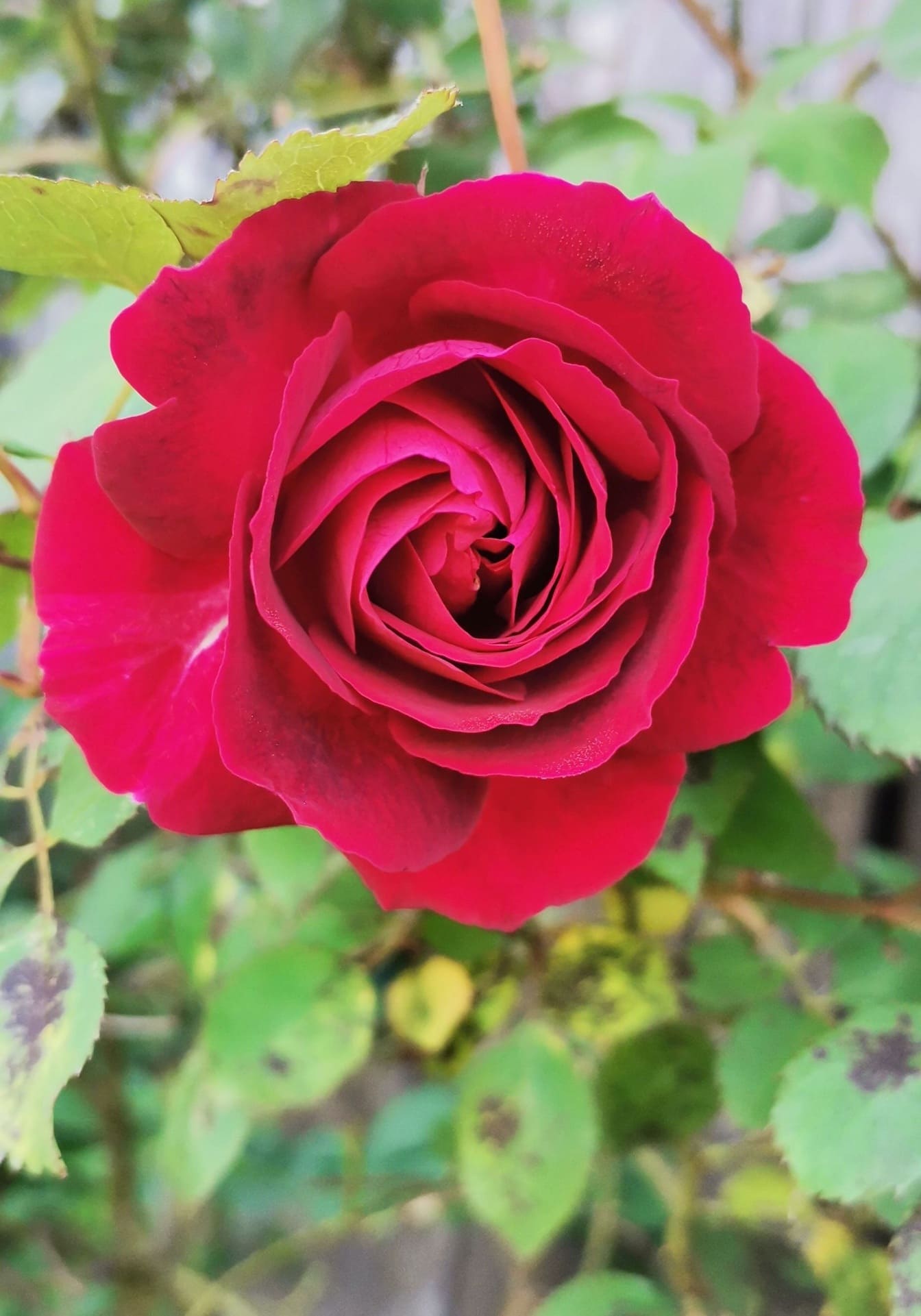 Nærbilde av mørkerøde roseblader som blomstrer