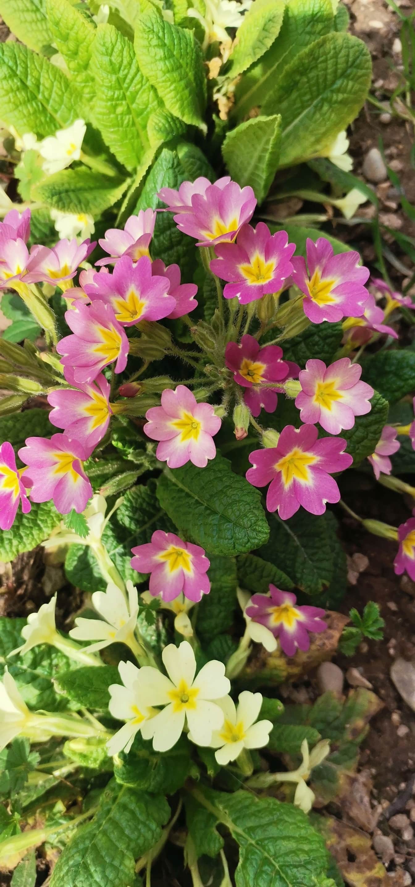 Крупный план розоватой примулы (Primula vulgaris)