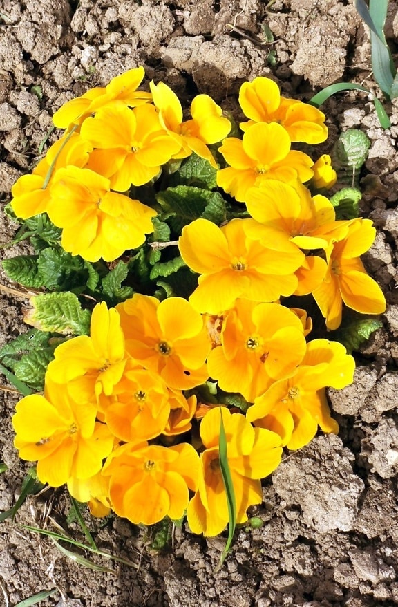 Bright yellow primrose wildflower on sunny day close-up