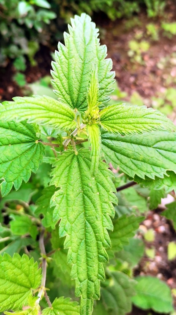Közös csalán gyógynövény (Urtica dioica) zöldessárga levelekkel közelről