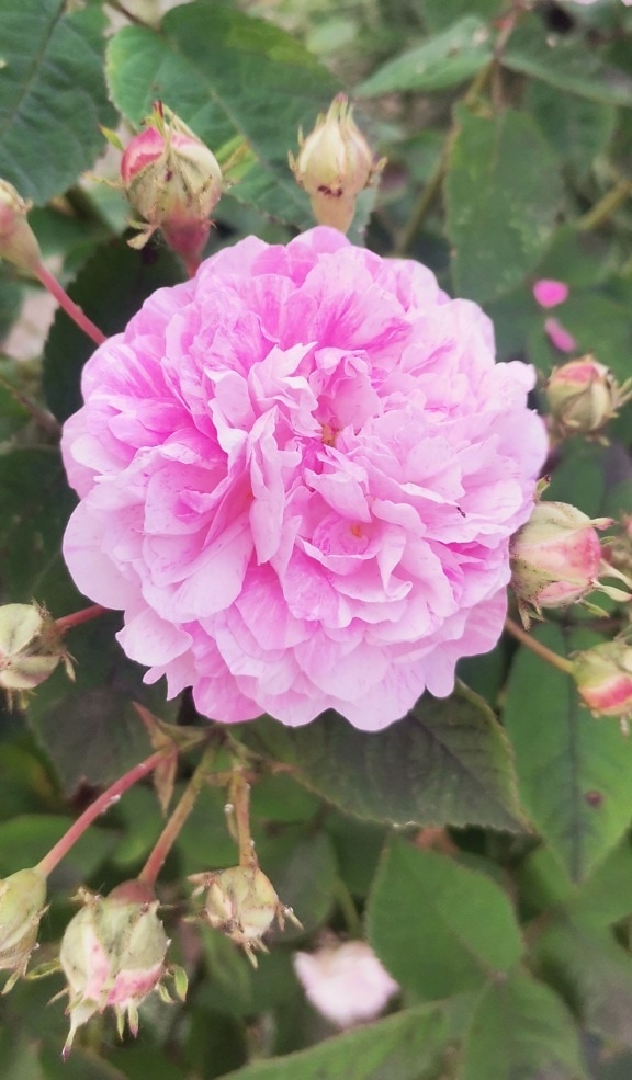 Damask rose flower with bright pinkish petals close-up