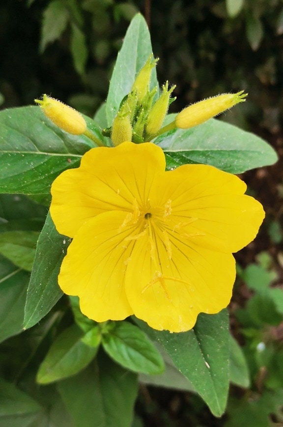 Prairie sundrops (Oenothera pilosella) wildflower with yellow petals blooming close-up