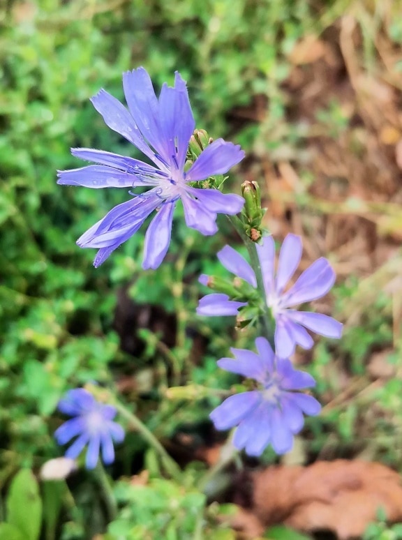 flores silvestres, achicoria, pétalos de, azul, brillante, de cerca, hierba