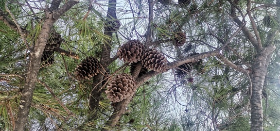 Cedar pine tree branches close-up