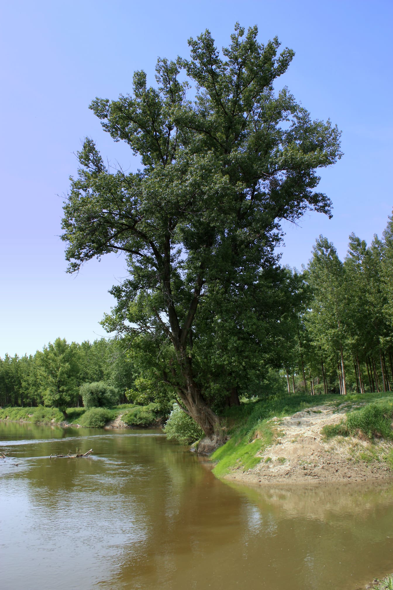 Tronco de árbol grande en la desembocadura del río