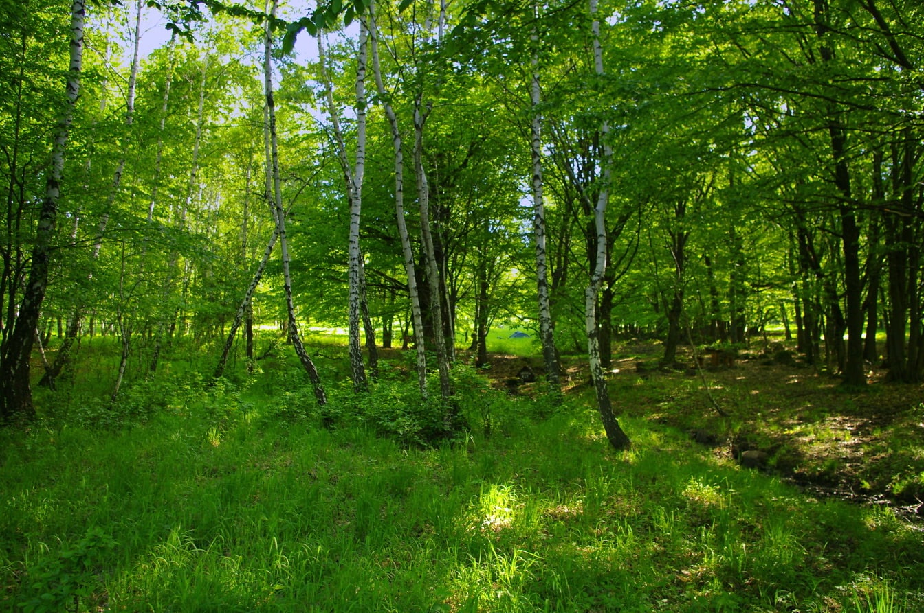Birch trees in dark green forest