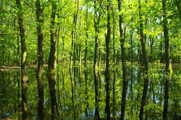 Flood in forest in spring time tree trunks reflection on water level