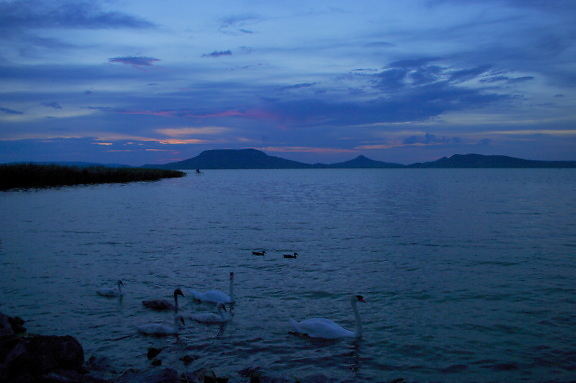 cygne, oiseaux, lac, crépuscule, bleu foncé, eau, au bord du lac