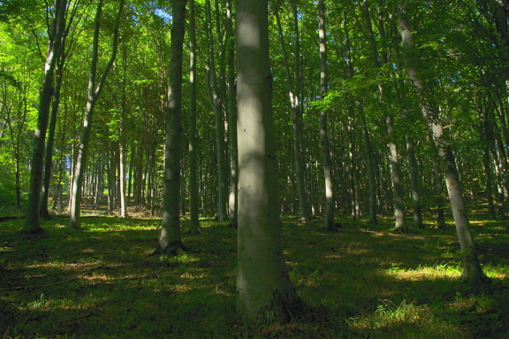 Beech tree trunks in shadow of dark green forest