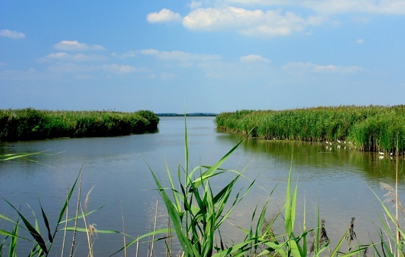 Dark green reed grass in swamp water an fair weather