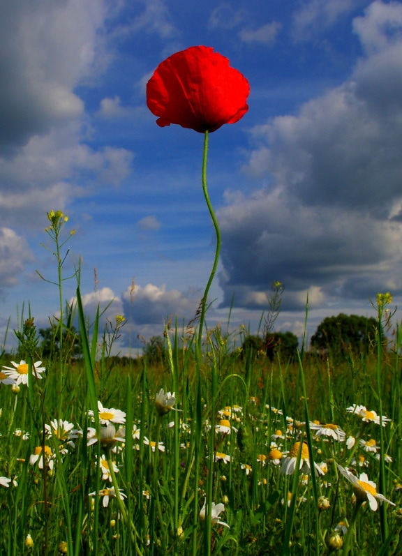 Dark red opium poppy in chamomile flowers meadow with blue sky background