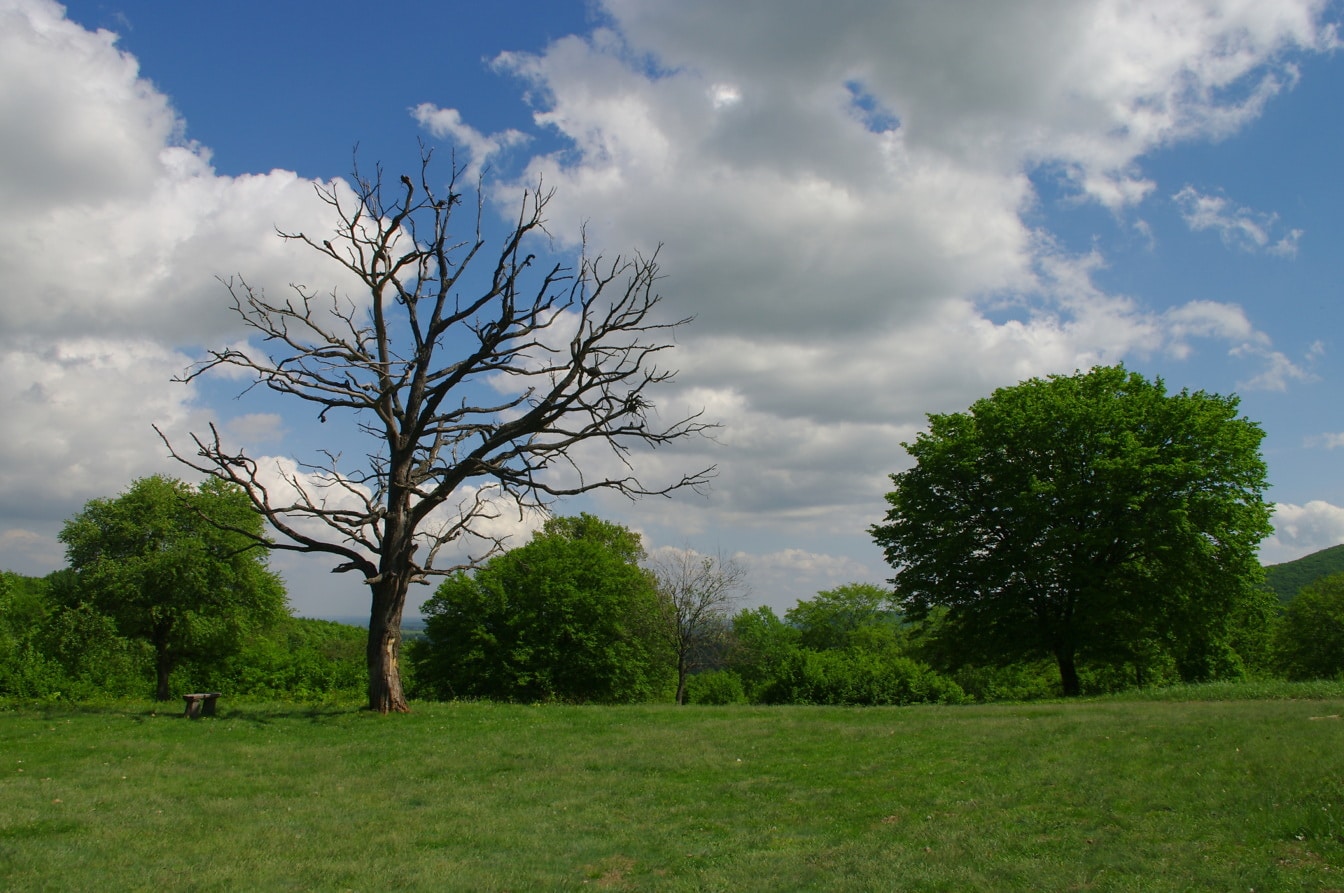 Tronco de árbol seco en campo verde con buen tiempo
