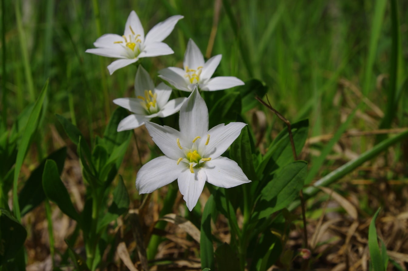 Λευκό λουλούδι αστέρι της Βηθλεέμ (Ornithogalum umbellatum) με κιτρινωπό στίγμα