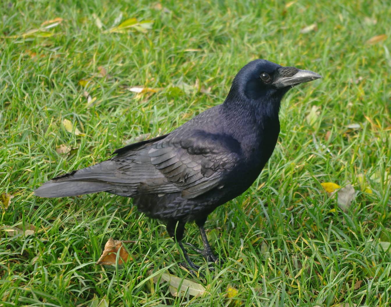 Обыкновенный ворон (Corvus corax) черная птица крупным планом на зеленой траве