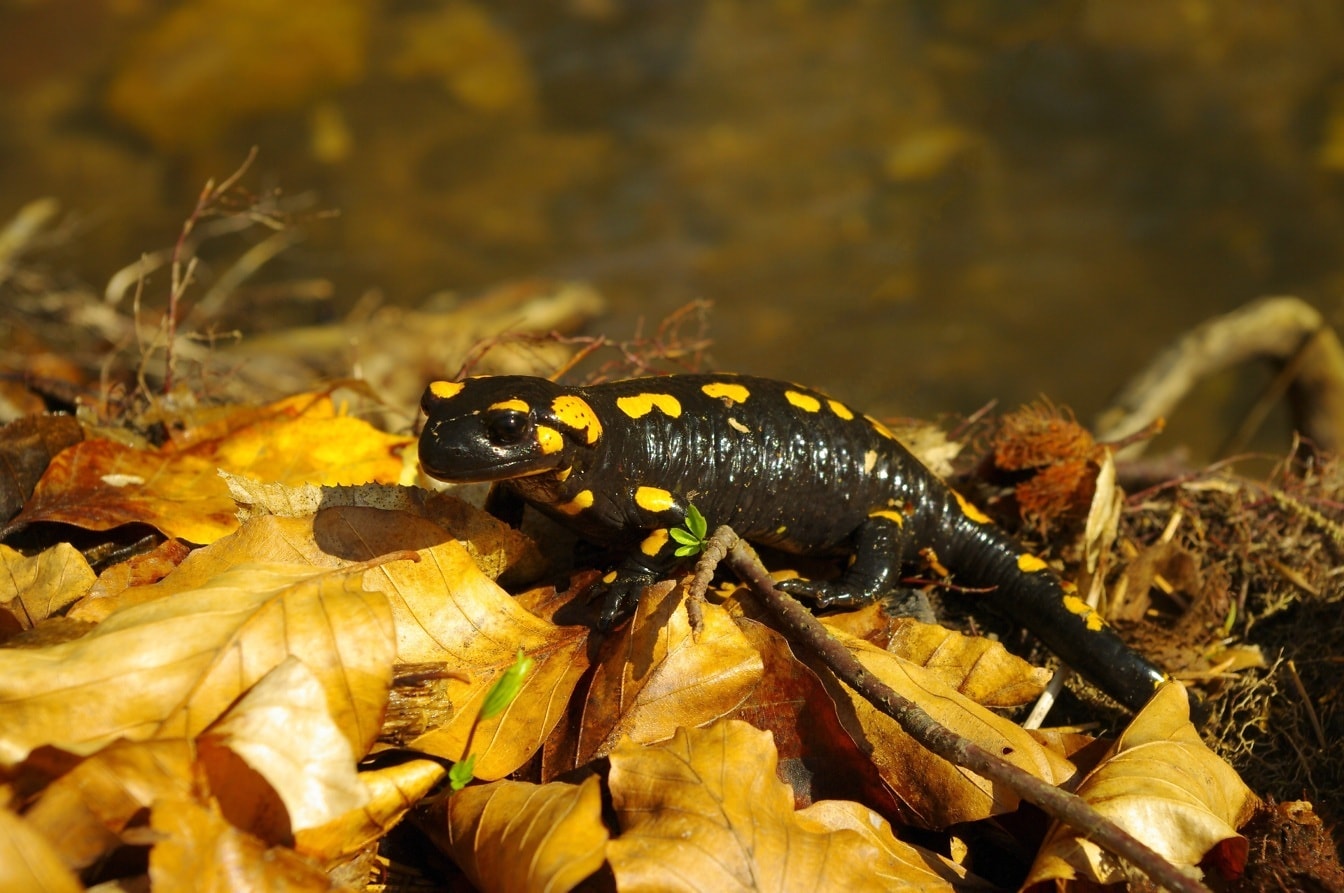 Огнен саламандър (Salamandra salamandra) жълтеникаво черно животно