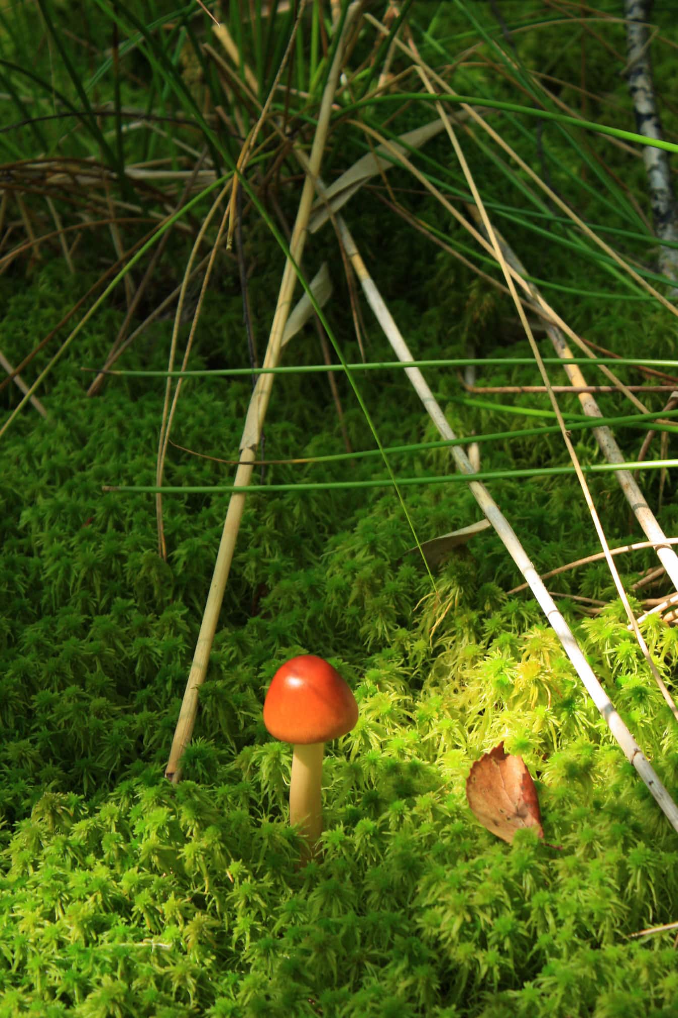 Américain mince César champignon (Amanita jacksonii) dans les plantes d’herbe en gros plan