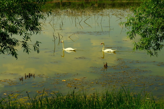 blanco, cisne, natación, aves, hábitat natural, pantano, paisaje