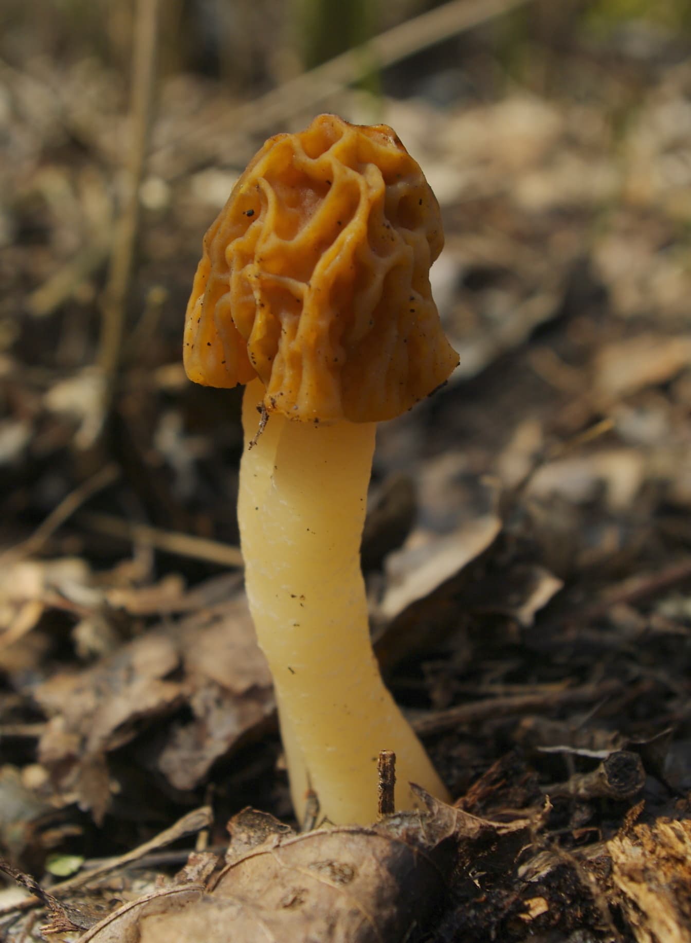 早羊肚菌或褶皱的顶针帽 (Verpa bohemica) 真菌